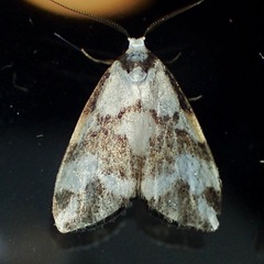 Thallarcha staurocola