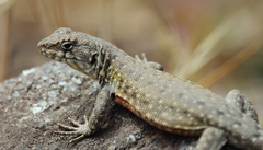 Liolaemus monticola