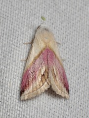 Eublemma cochylioides