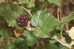 Rubus deliciosus