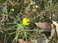 Grindelia lanceolata