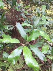 Hedycarya arborea