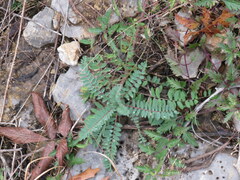 Astragalus tennesseensis