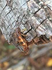 Cymatodera undulata