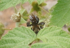 Melandrena