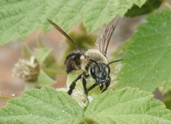 Melandrena