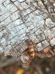 Cymatodera undulata
