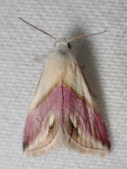 Eublemma cochylioides