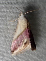 Eublemma cochylioides