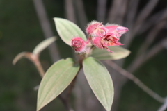 Melastomeae