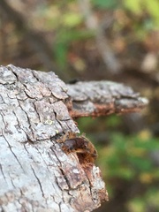 Cymatodera undulata