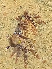 Pachygrapsus transversus