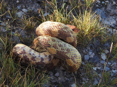 Pituophis deppei
