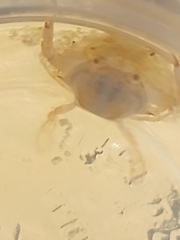 Portunidae