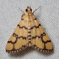 Glycythyma leonina
