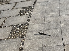 Eutropis longicaudata