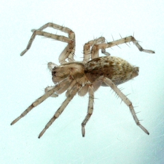 Anyphaena