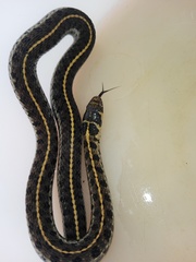 Thamnophis scaliger