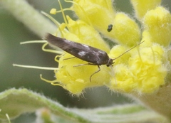 Scythrididae