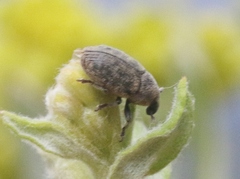 Larinus minutus