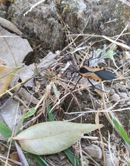 Sephina vinula