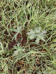 Callirhoe involucrata