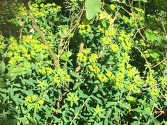 Helioscopia