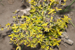 Lonicera ligustrina