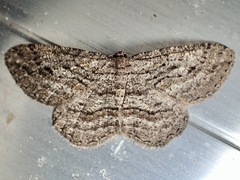 Zermizinga sinuata