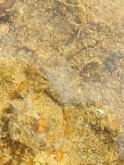 Callinectes marginatus