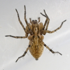 Anyphaena