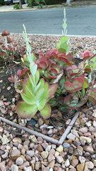 Kalanchoe luciae