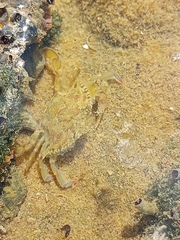 Callinectes marginatus