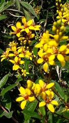 Galphimia glauca