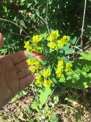 Helioscopia