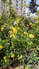 Galphimia glauca