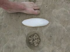 Sepia whitleyana