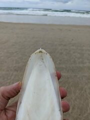 Sepia whitleyana