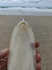 Sepia whitleyana
