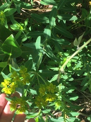 Helioscopia