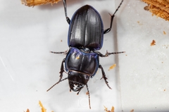 Pasimachus sublaevis