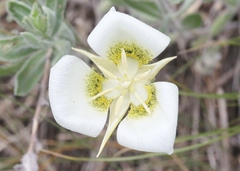 Calochortus gunnisonii