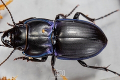 Pasimachus sublaevis