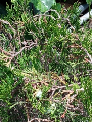 Juniperus monticola