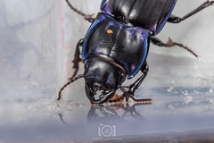 Pasimachus sublaevis