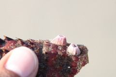 Paraconcavus pacificus