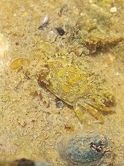 Portunidae