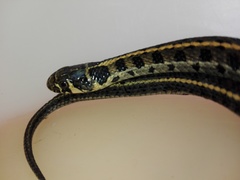 Thamnophis scaliger