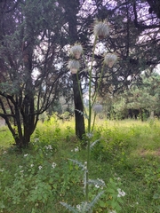Cirsium subcoriaceum