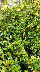 Galphimia glauca